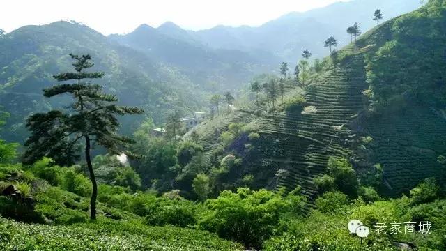 最好的信阳毛尖,最好的信阳毛尖是哪一款