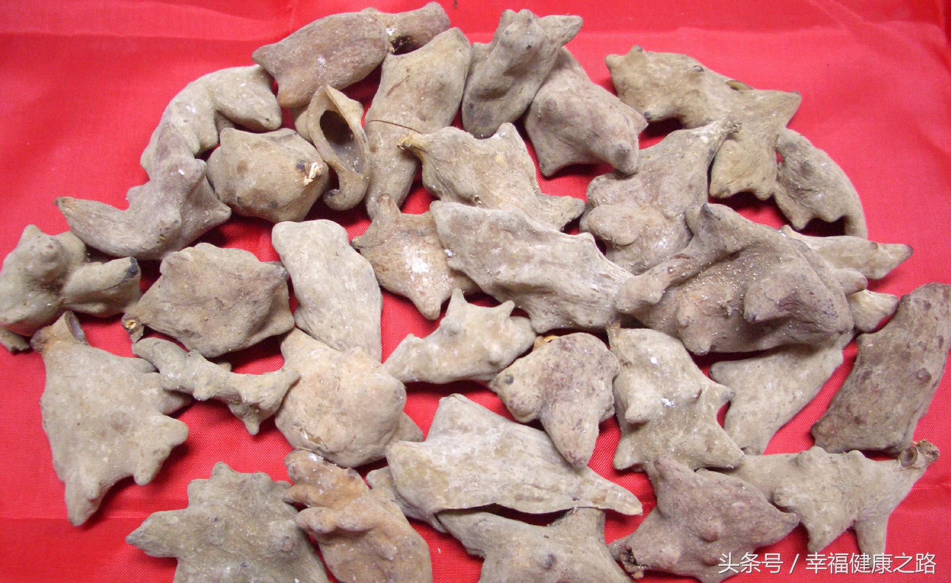 五倍子中药主治什么病,野生五倍子中药