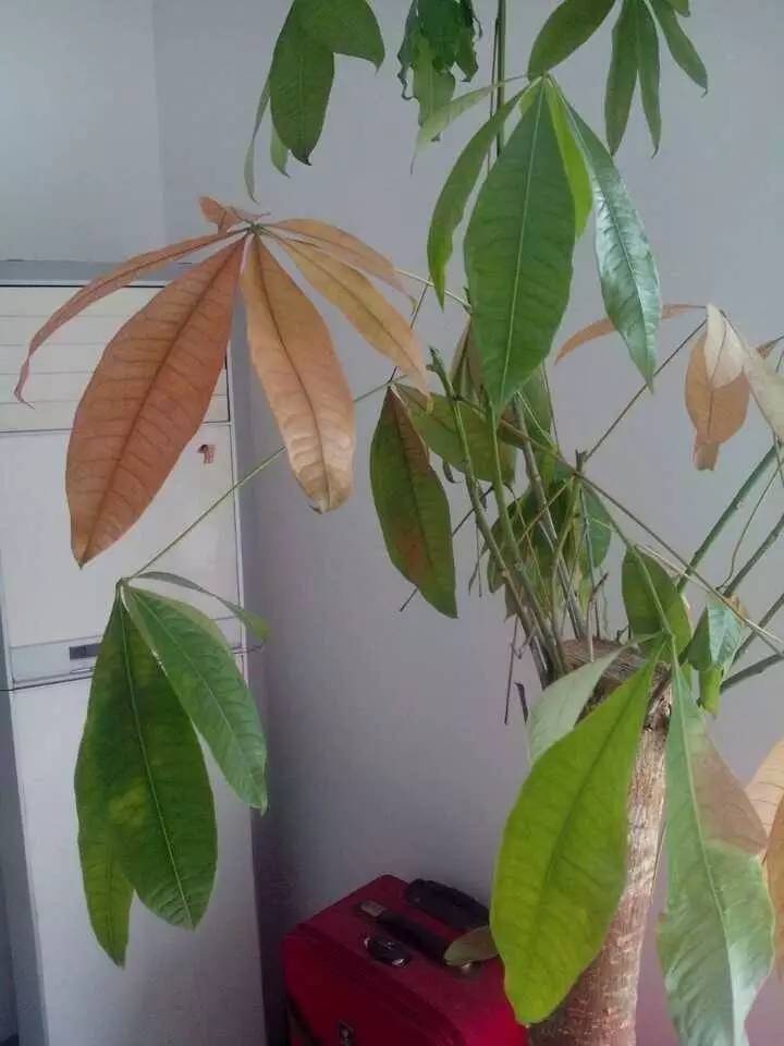 植物黄叶怎么补救,植物老黄叶该怎么养