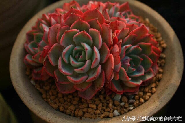 正宗颗粒土的配方,配方颗粒土