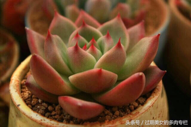 正宗颗粒土的配方,配方颗粒土