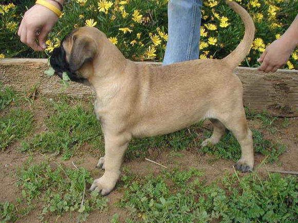 收藏狗狗的图片,收藏宠物集