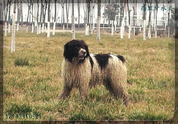 收藏狗狗的图片,收藏宠物集