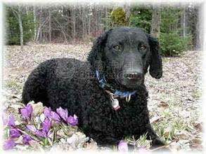 收藏狗狗的图片,收藏宠物集