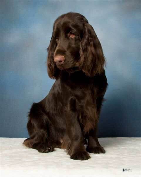 收藏狗狗的图片,收藏宠物集