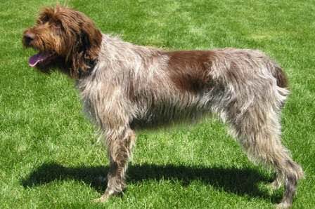 收藏狗狗的图片,收藏宠物集