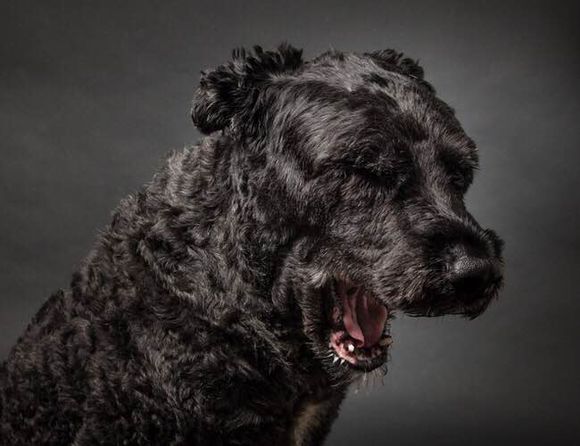 收藏狗狗的图片,收藏宠物集