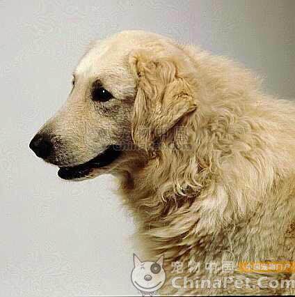 收藏狗狗的图片,收藏宠物集