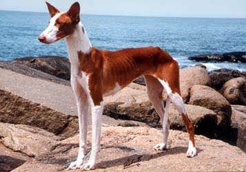 收藏狗狗的图片,收藏宠物集