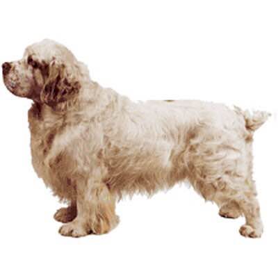 收藏狗狗的图片,收藏宠物集