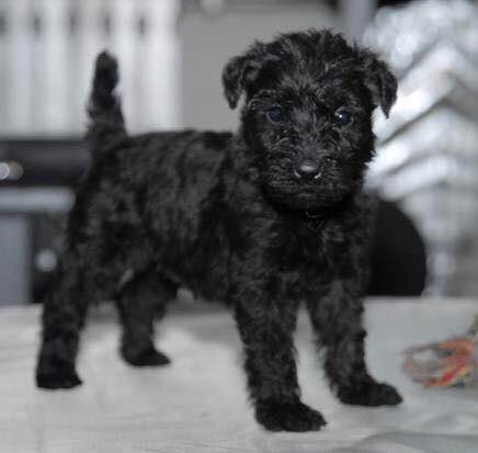 收藏狗狗的图片,收藏宠物集