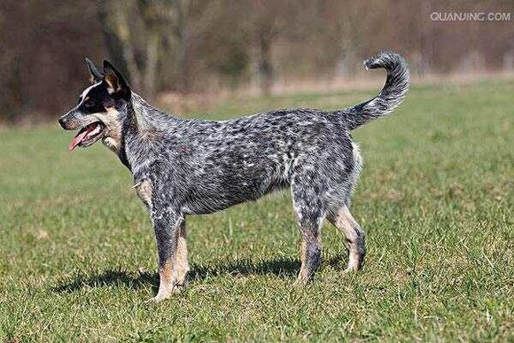 收藏狗狗的图片,收藏宠物集