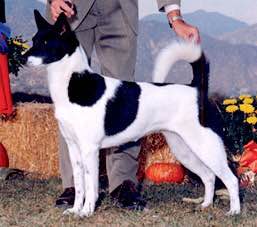 收藏狗狗的图片,收藏宠物集