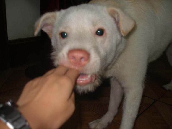 收藏狗狗的图片,收藏宠物集