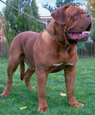 收藏狗狗的图片,收藏宠物集