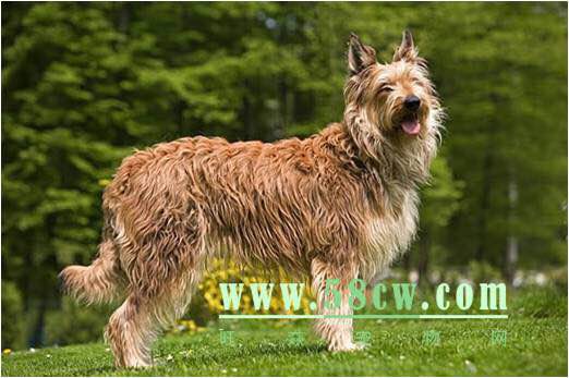 收藏狗狗的图片,收藏宠物集