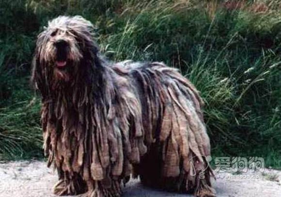 收藏狗狗的图片,收藏宠物集