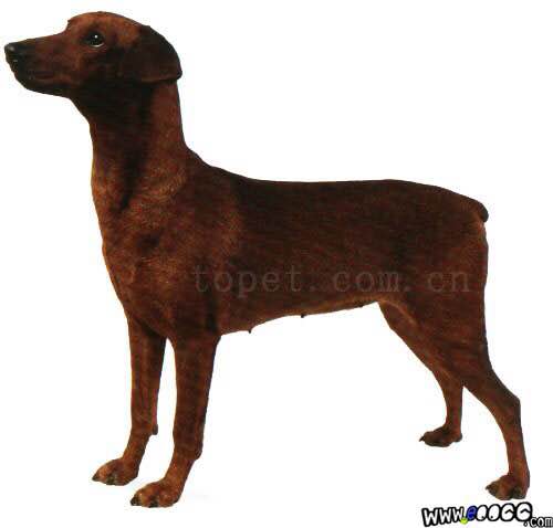 收藏狗狗的图片,收藏宠物集