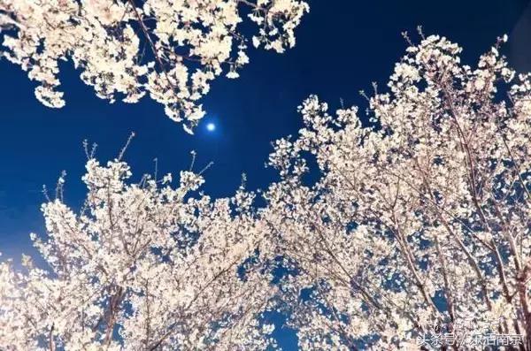 南京梅花赏花游记,好玩的摘草莓胜地打卡