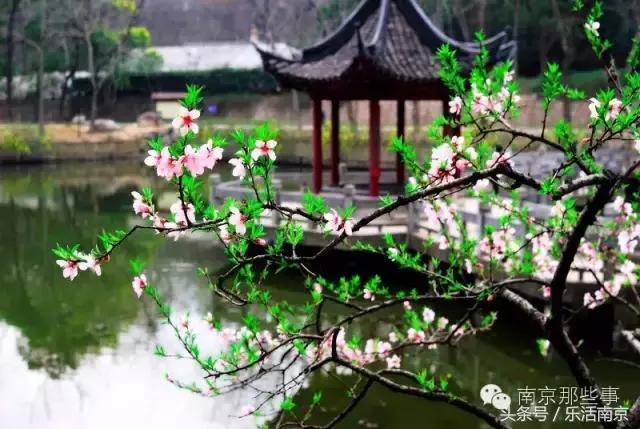 南京梅花赏花游记,好玩的摘草莓胜地打卡