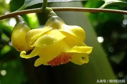 柳州附近农庄适合小孩玩,柳州周边农庄场地推荐