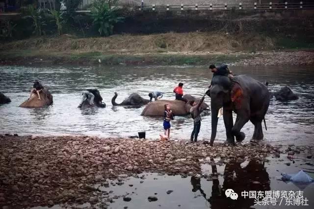 西班牙斗牛节是怎么回事,老挝斗牛节介绍