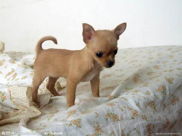 狗狗品种收集大全,收藏狗狗