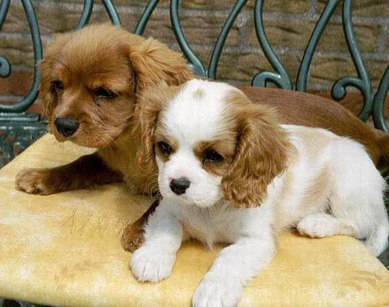 狗狗品种收集大全,收藏狗狗