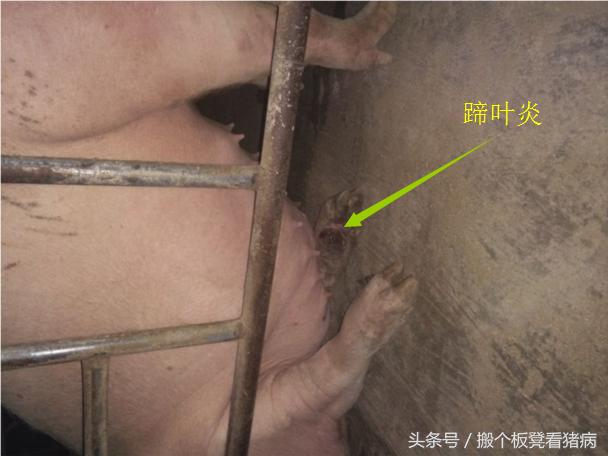 猪病现阶段治疗,育肥猪得了猪病怎么治疗