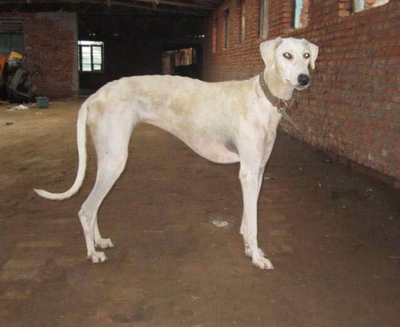 收藏狗狗的图片,收藏宠物集