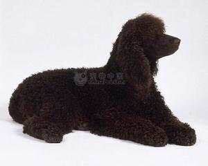 收藏狗狗的图片,收藏宠物集