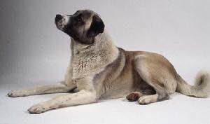 收藏狗狗的图片,收藏宠物集