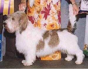 收藏狗狗的图片,收藏宠物集