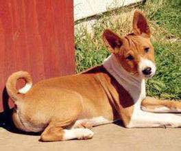 收藏狗狗的图片,收藏宠物集