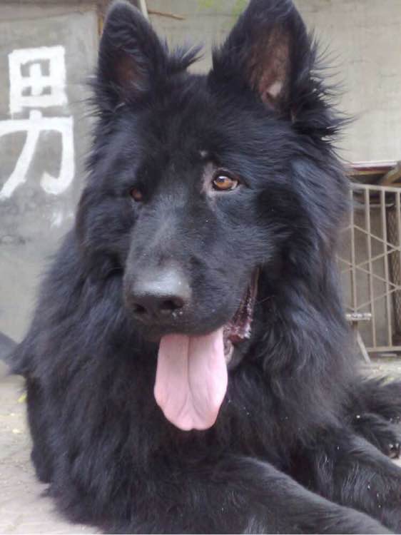 收藏狗狗的图片,收藏宠物集