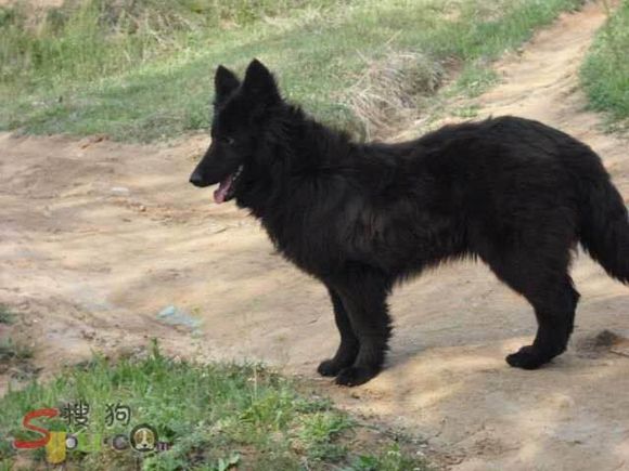 收藏狗狗的图片,收藏宠物集