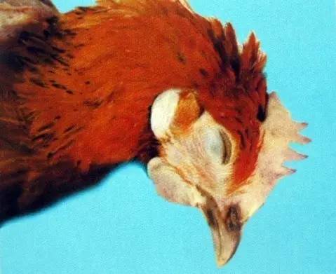 鸡白冠病的防治，快来看看吧！