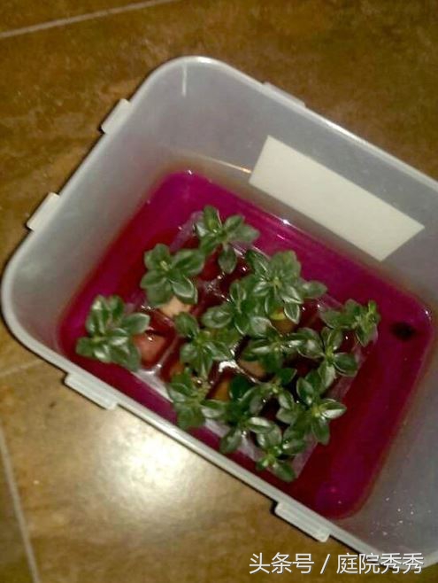 高锰酸钾片可以给植物消毒吗,高锰酸钾能给植物灌根消毒吗