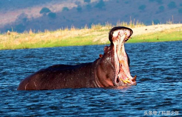 遇到危险动物需要关注什么,遇到危险动物怎么逃生