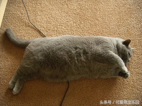 用心爱护小猫,用心照顾小猫咪