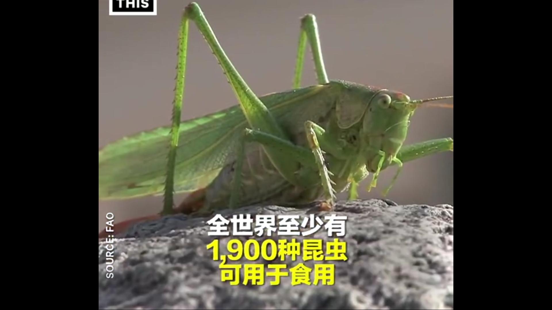 日本的蟑螂美食,日本吃蟑螂做的食品