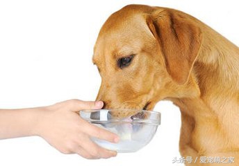 成年小型犬可以喝牛奶吗,宠物狗喝纯牛奶会怎么样