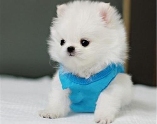 小博美拉稀还带点血怎么办,三个月博美便便总粘毛上咋办