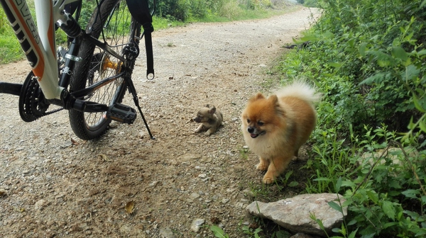 骑行遇到被狗追着怎么办,骑行被狗追是什么征兆