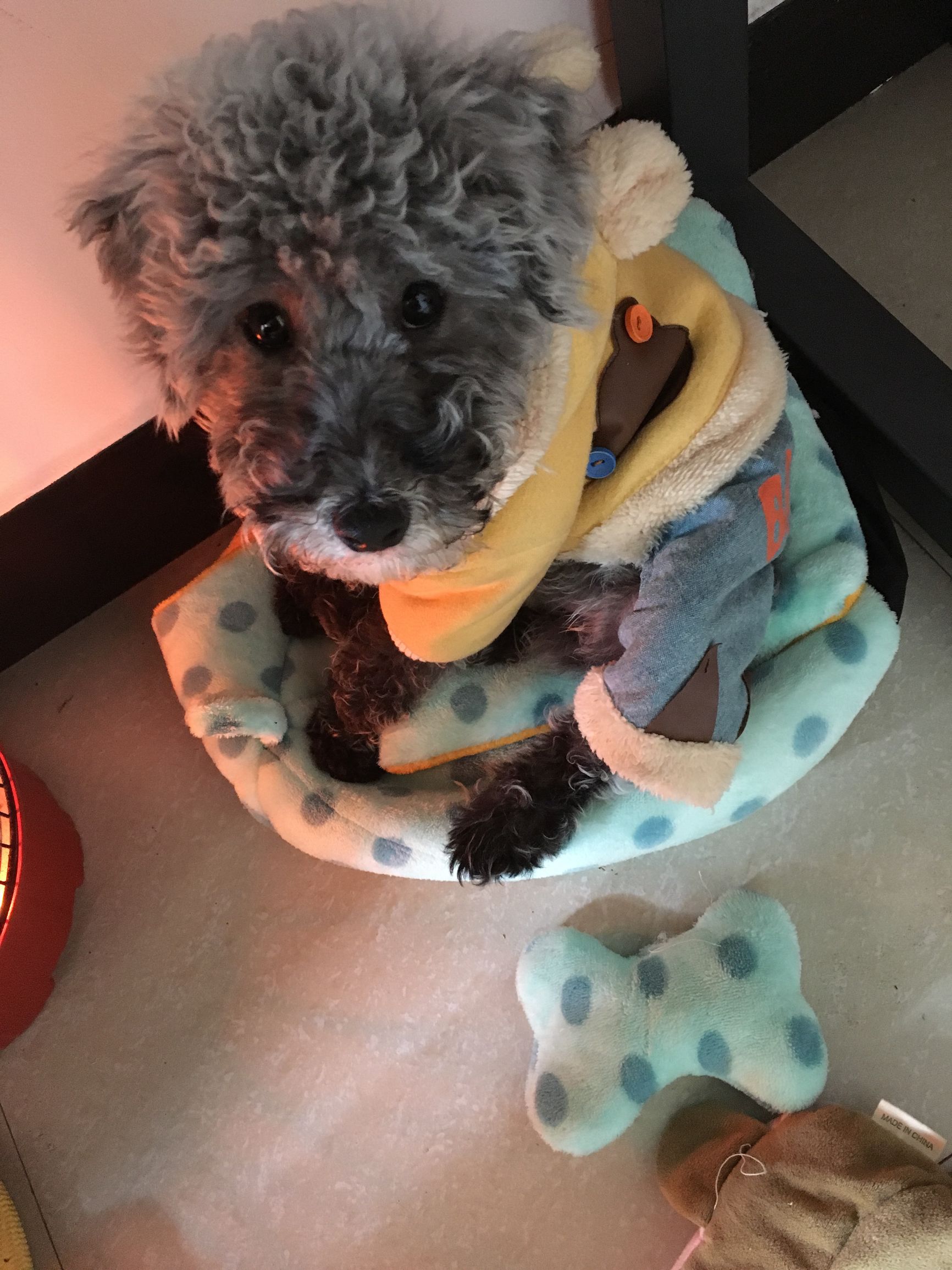 灰贵宾和白贵宾哪个更聪明,灰贵宾好还是棕色贵宾好