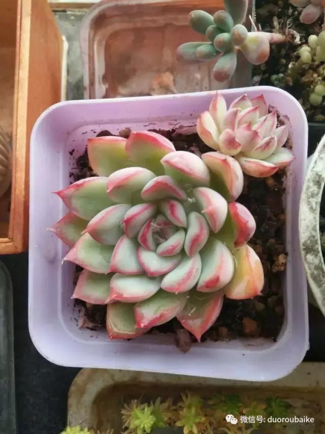 一入肉坑深似海，妈妈姥姥一起上！