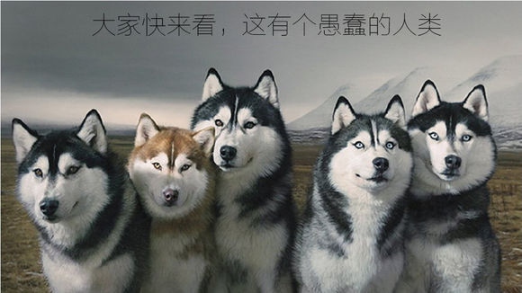 骑行遇到被狗追着怎么办,骑行被狗追是什么征兆