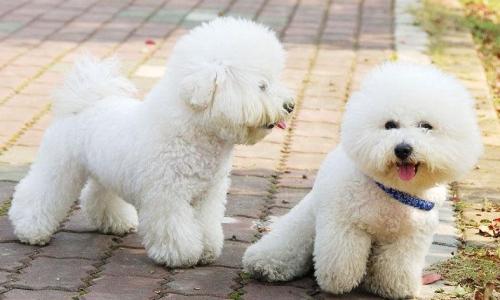 比熊摔了后腿无力,比熊一个后腿无力不敢着地