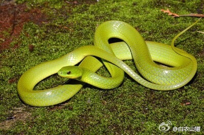 防蛇安全小知识,防蛇