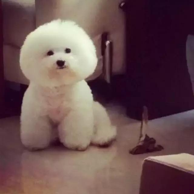 比熊犬被弃养，因伤心而自杀，太可怜了